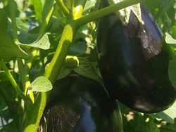 1 kg Berenjenas   🍆