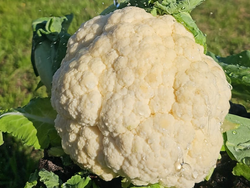 2 Cabeza  De Coliflor