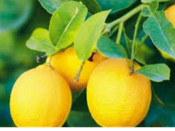 2  kg de limon