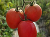 1/2 kg Cherry 🍅