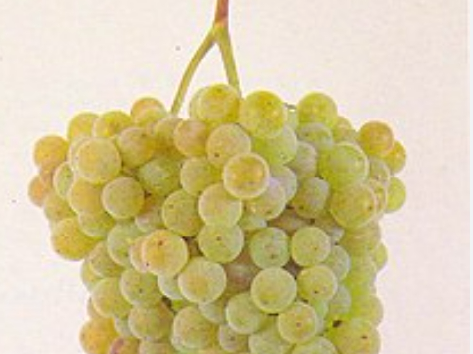 Uvas   Blancas  1/2  kilo