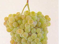 Uvas   Blancas  1/2  kilo