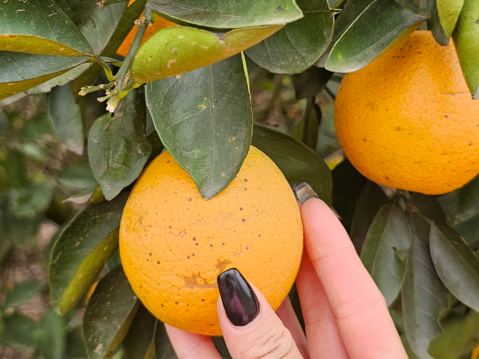 3  Kg De Naranjas 🍊