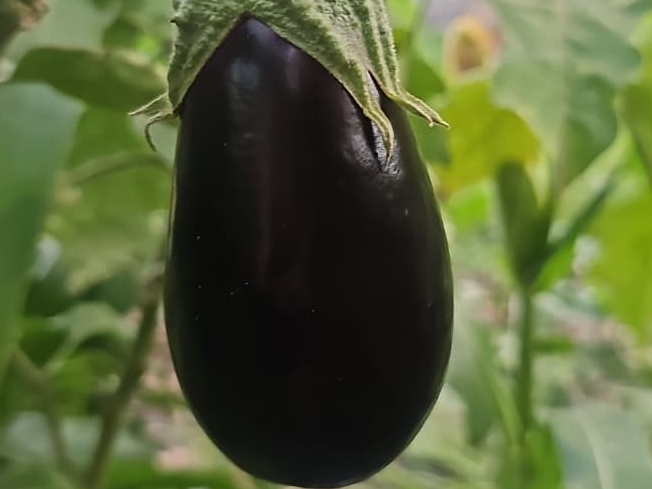 Berenjenas 🍆1 kg