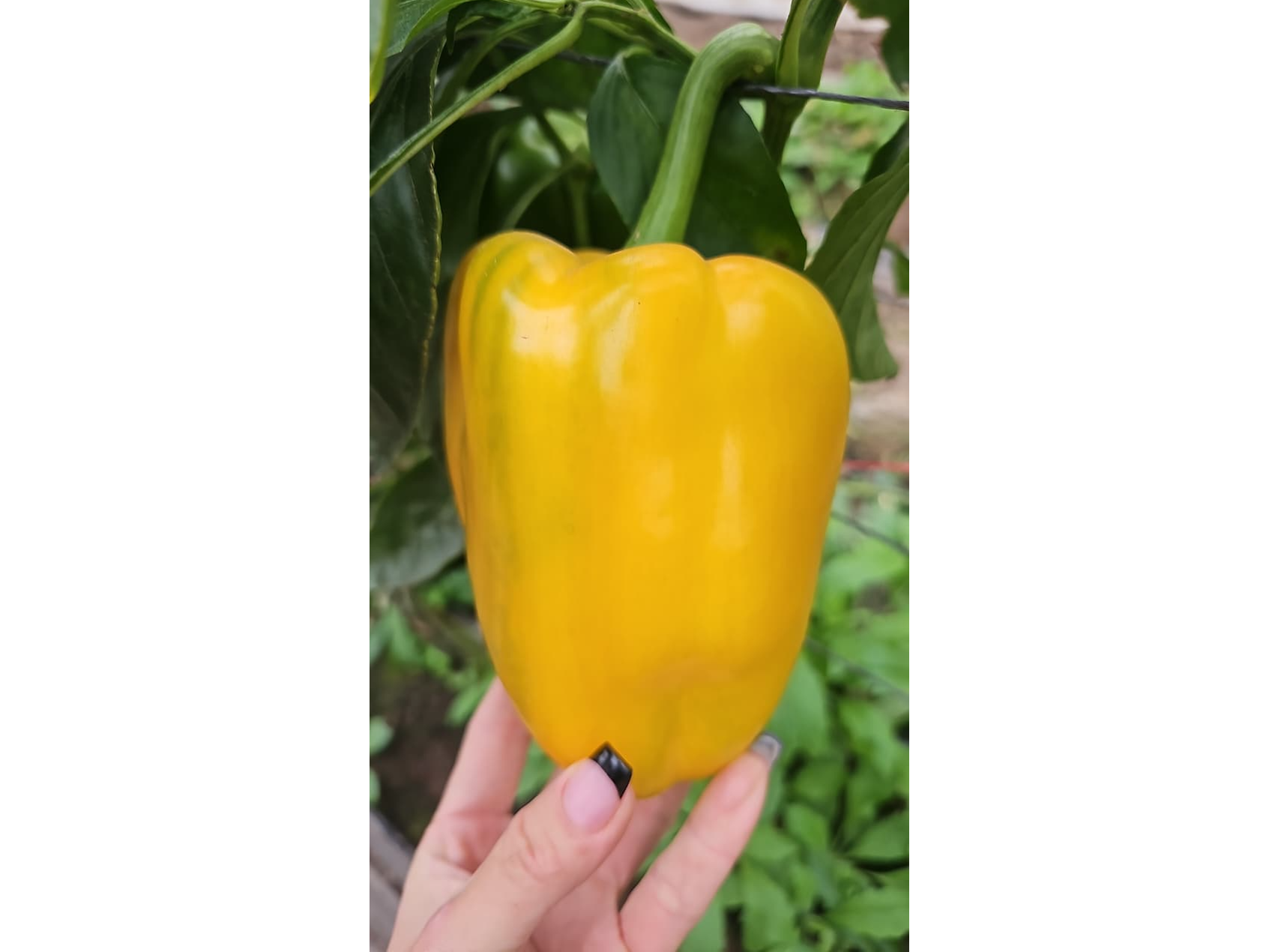 Morron Amarillos 💛 1/2   kg