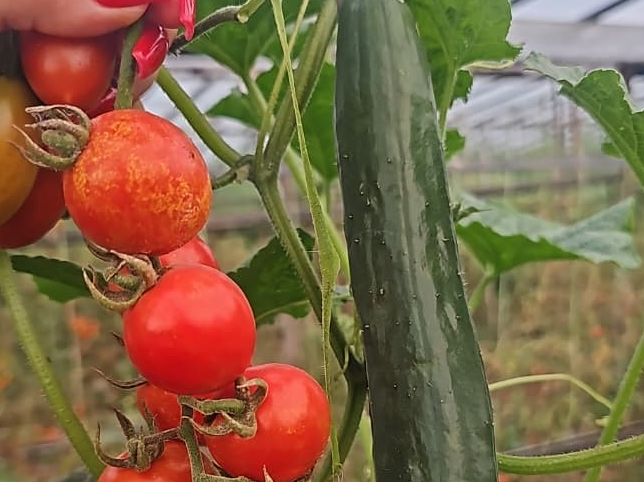 Pepino 1 kg