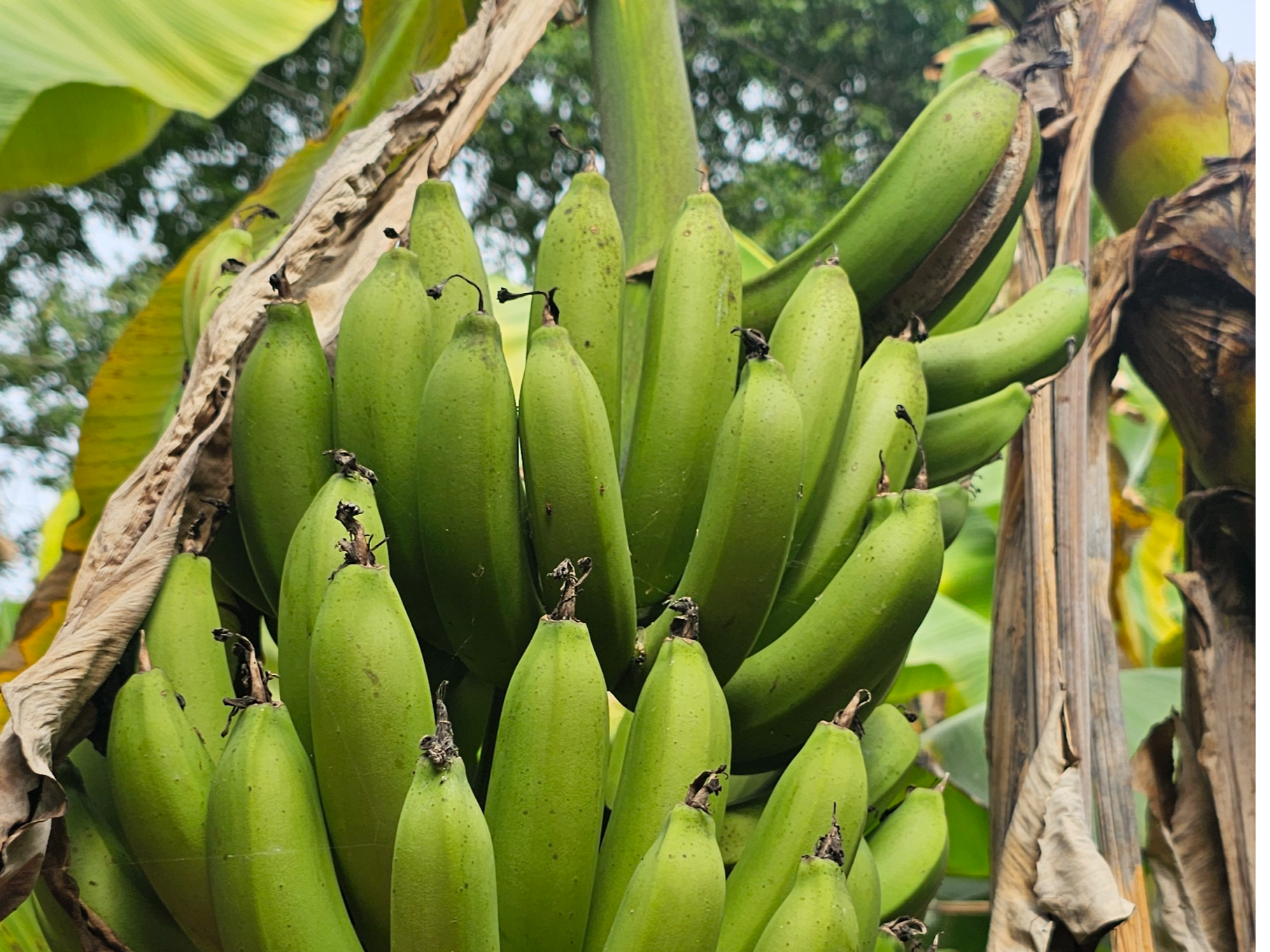 2 kg De Bananas 🍌