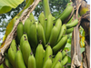 2 kg De Bananas 🍌