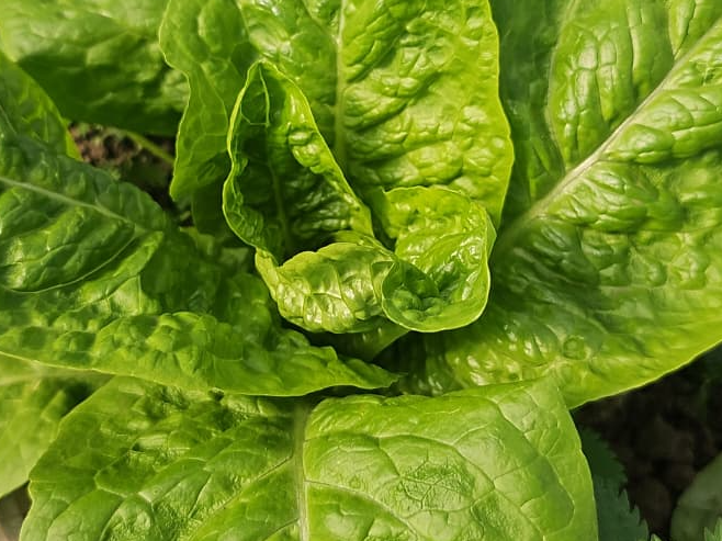 1/2  kg De Lechuga
