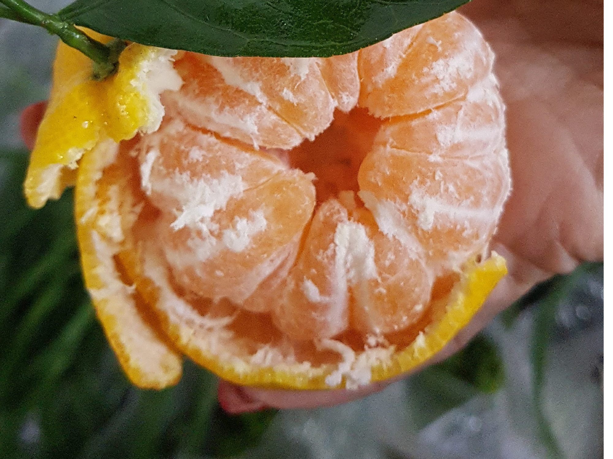 Mandarinas  criollas 1 kg