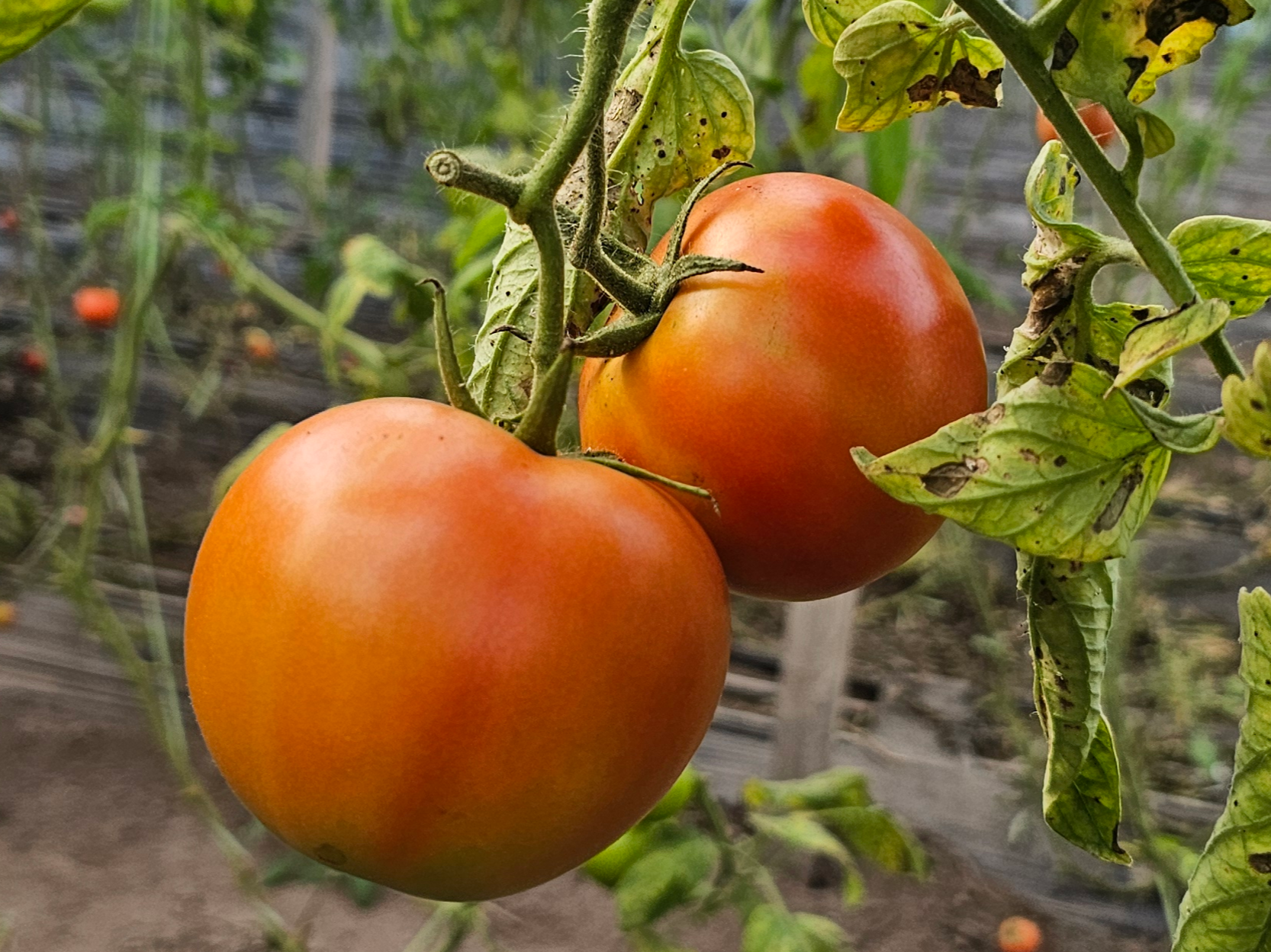 1 Kg De Tomate 🍅
