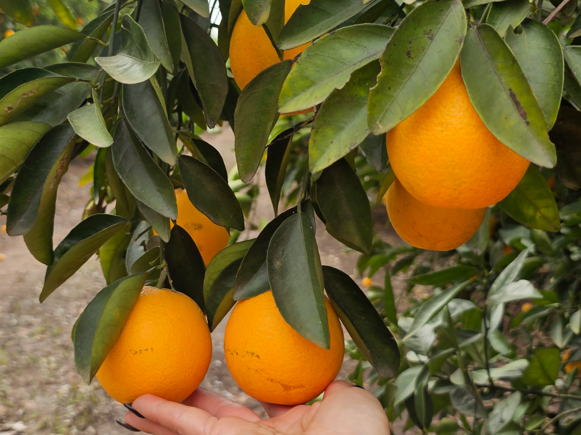 Mandarinas 2 kg