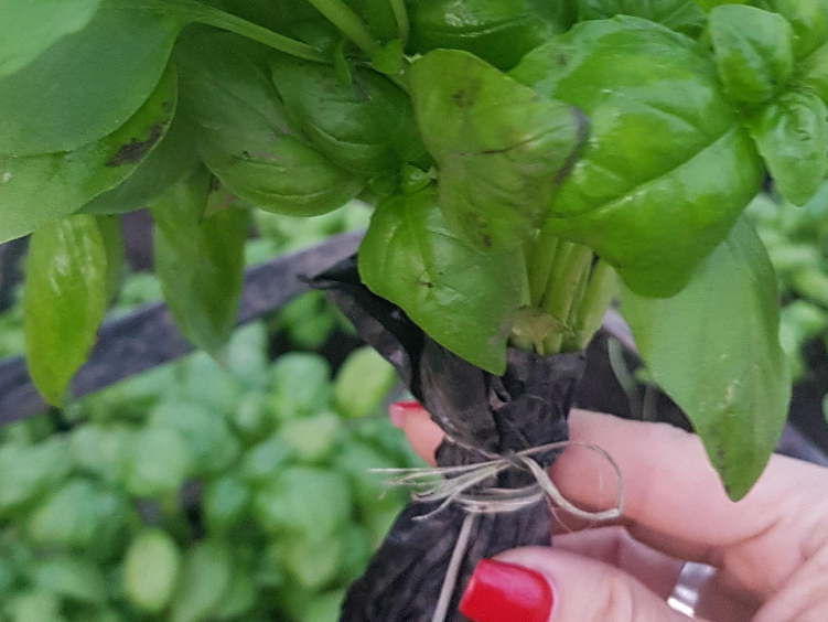 3   Albahaca