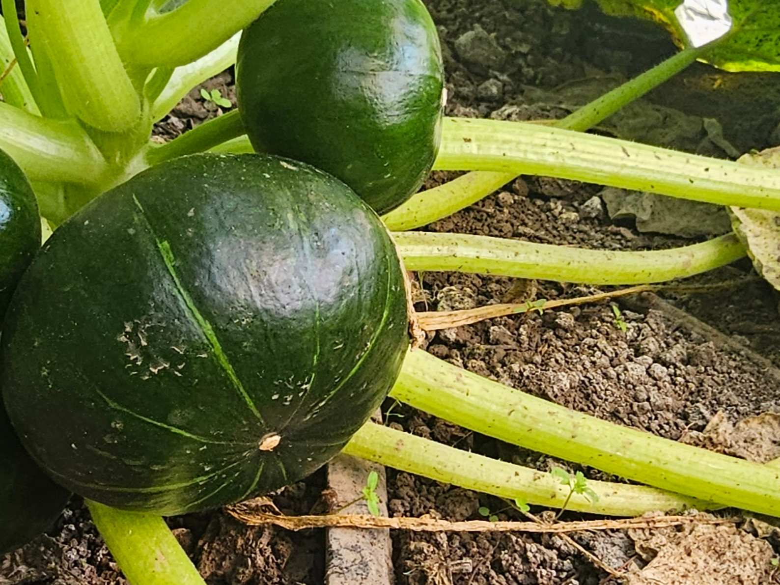 1/2 Kg De Zapallitos