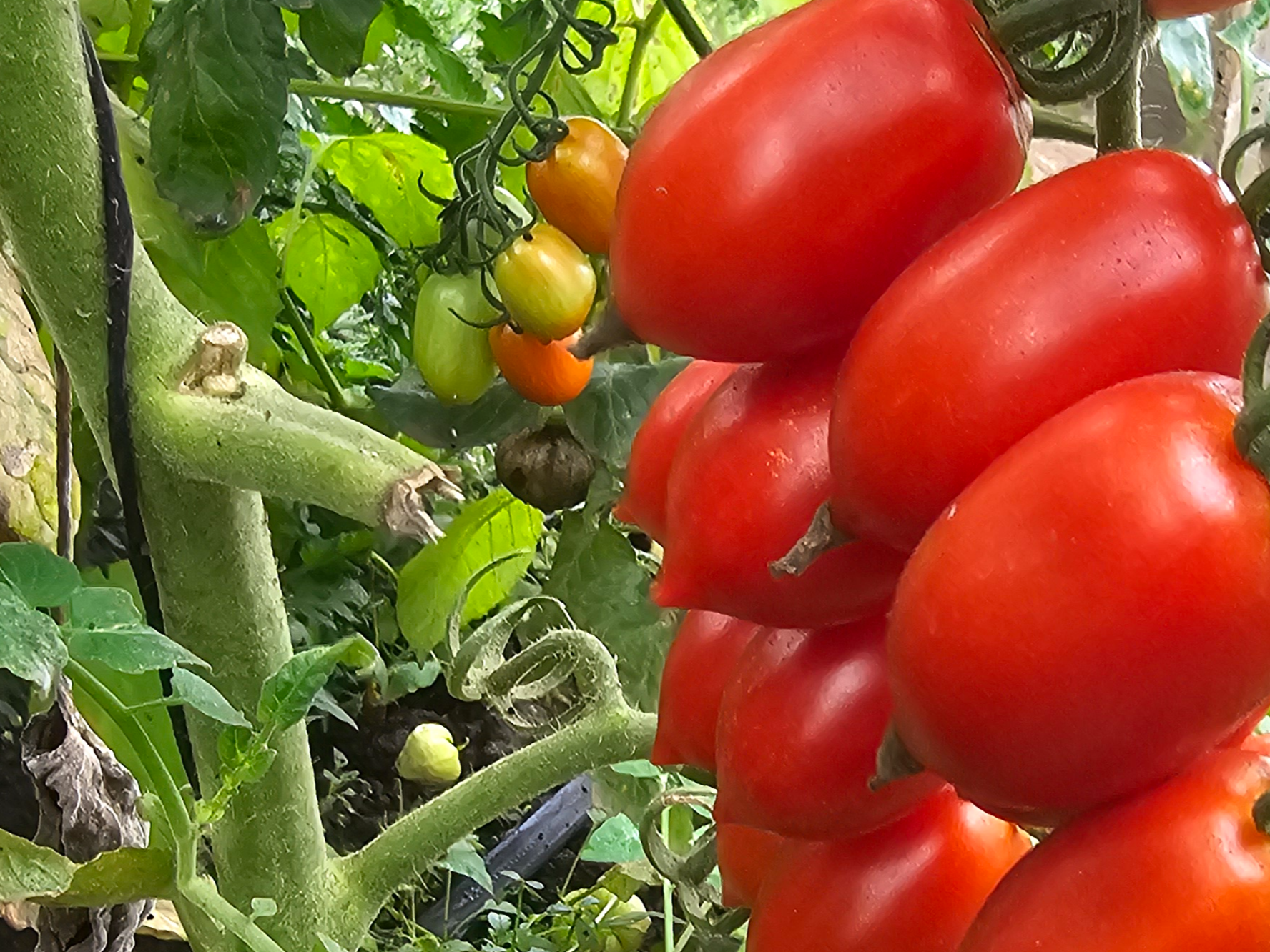 1 Kg De Tomate 🍅