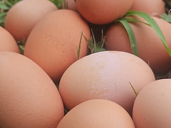 OFERTAS 3 MAPLES De 30 UNIDADES ✅️