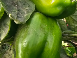 Promoción 1/2 kg Morrones verdes