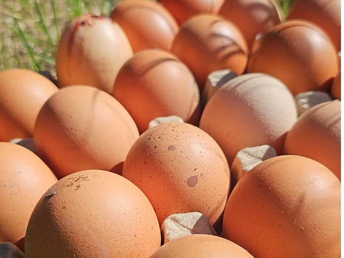 Huevos De Campo. Libres de jaula 🥚