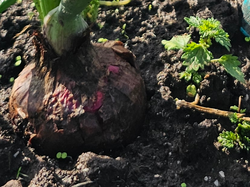 Promoción 2 kg De Cebolla