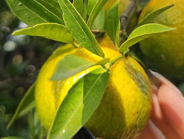 Mandarina 1 kg🍊 criolla