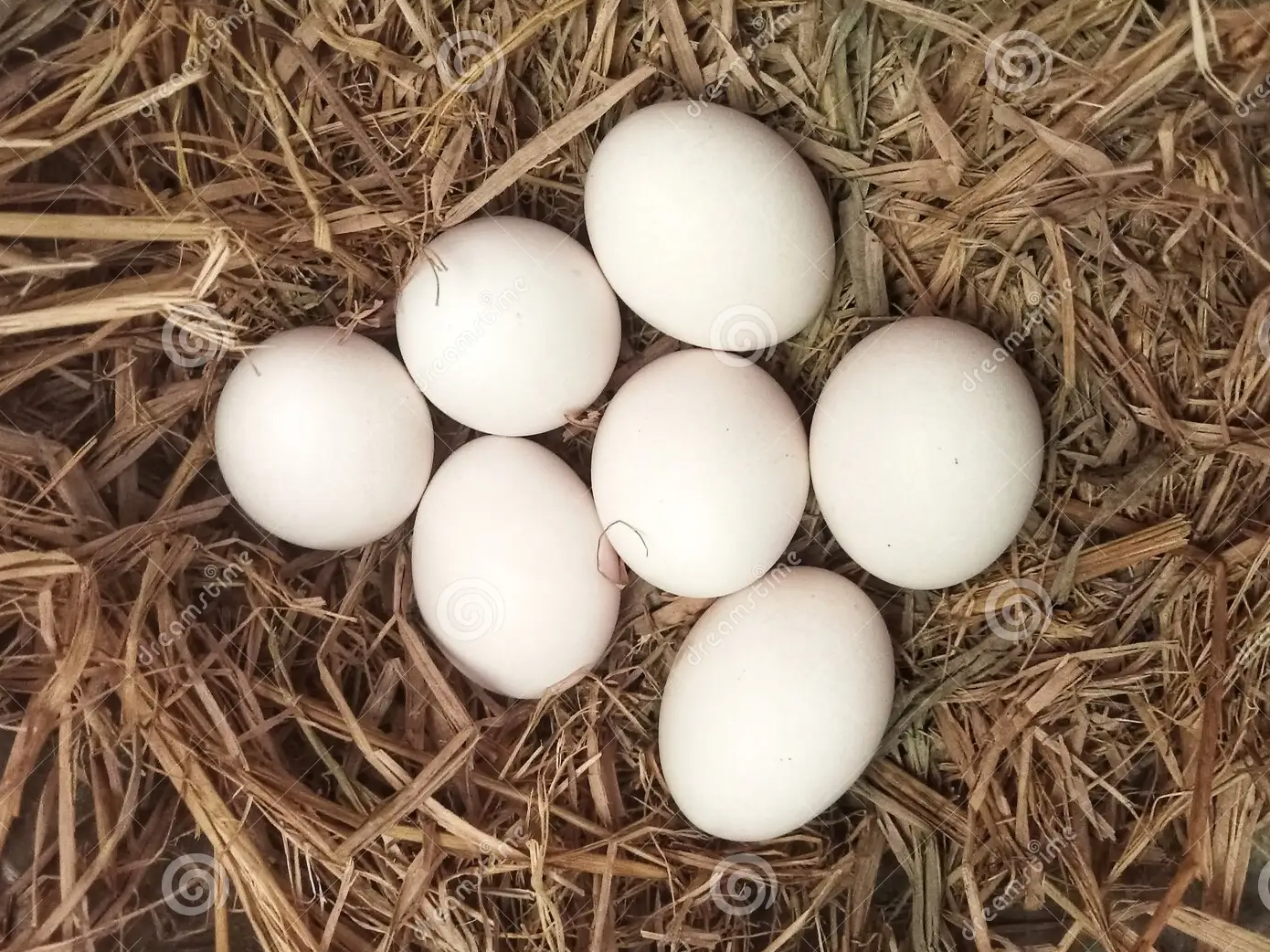 Huevos blancos