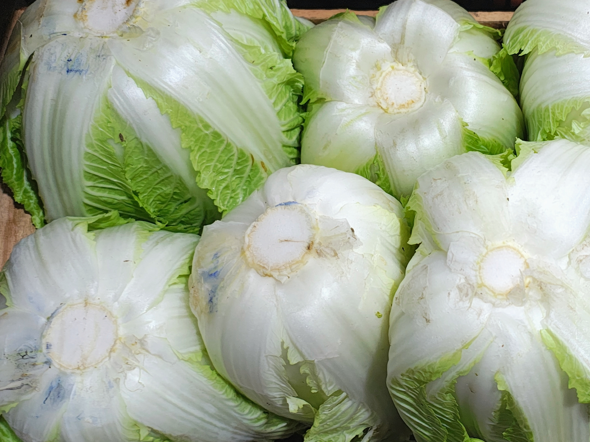Lechuga Endivia. (1 unidad planta)