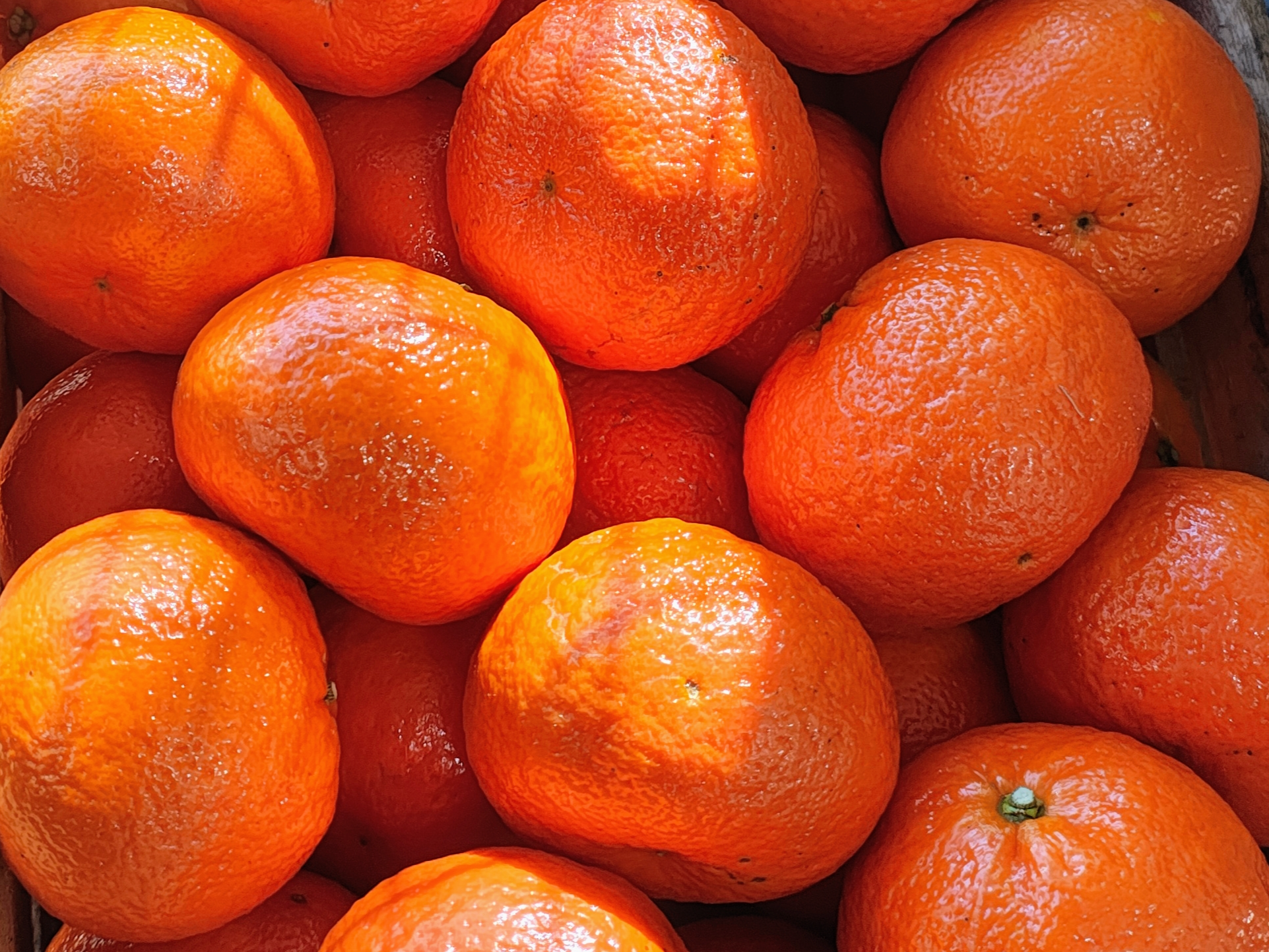 Mandarina Nova