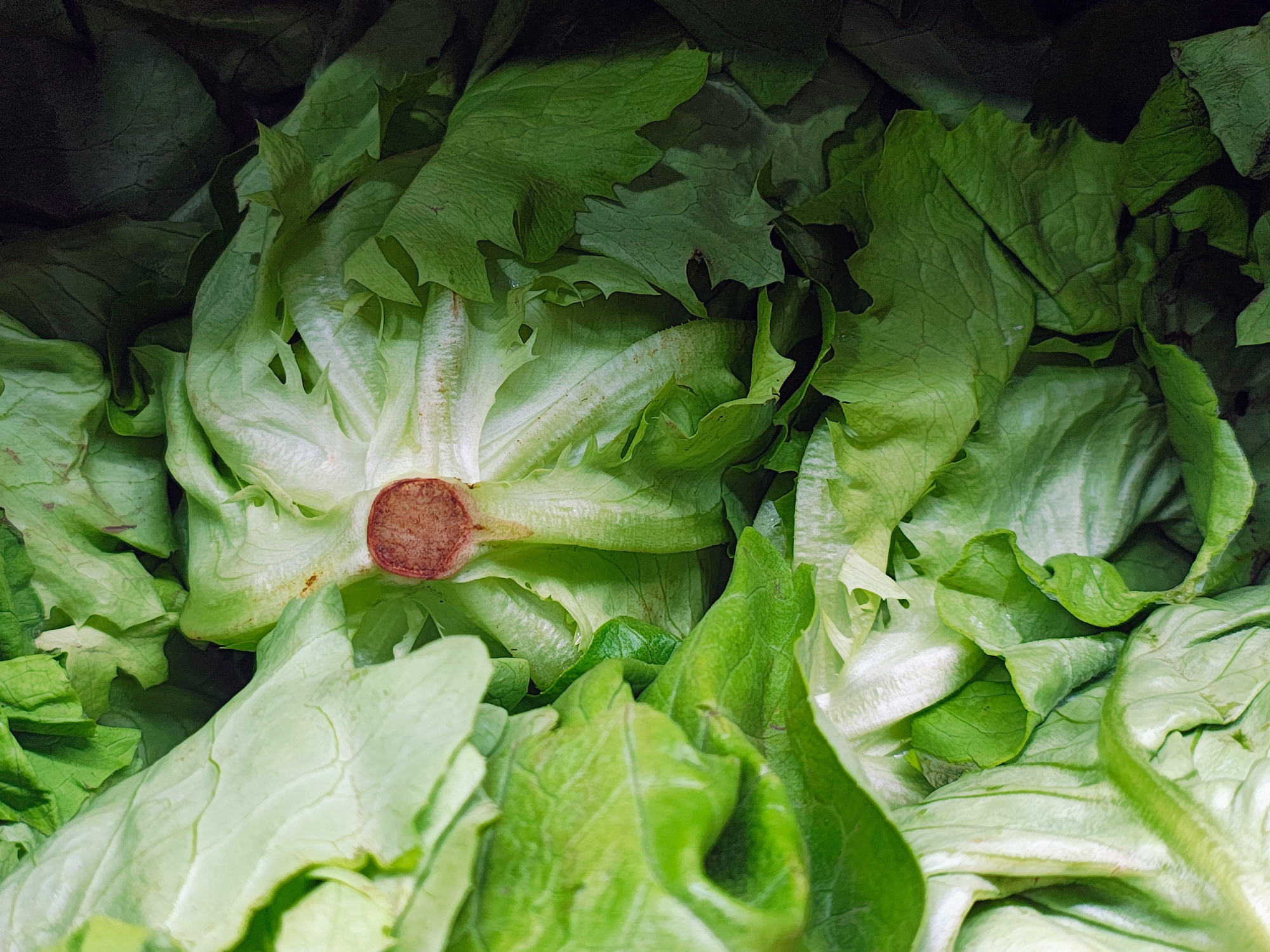 Lechuga mantecosa