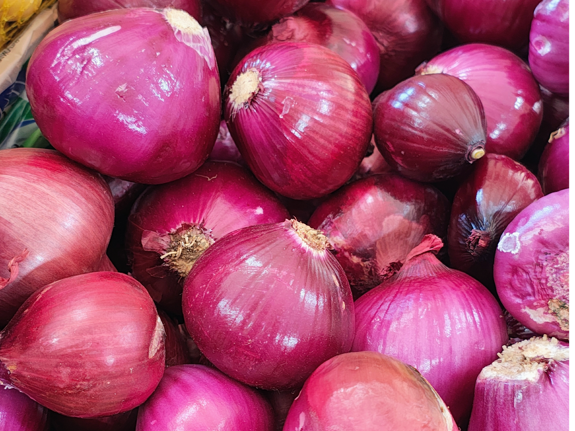 Cebolla morada