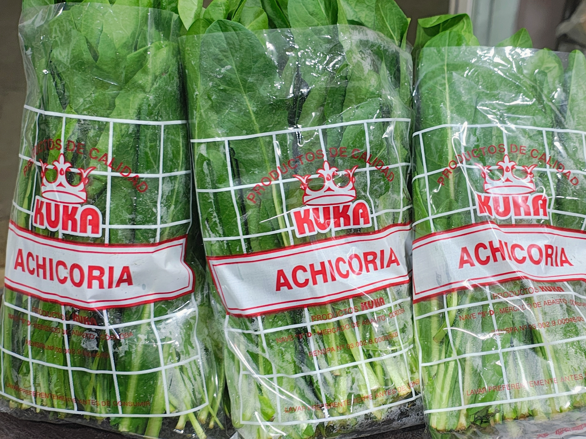Achicoria
