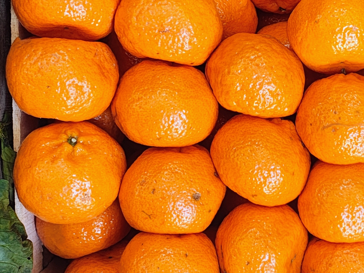 Mandarina Havanna (copia de la criolla)