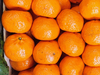 Mandarina Havanna (copia de la criolla)
