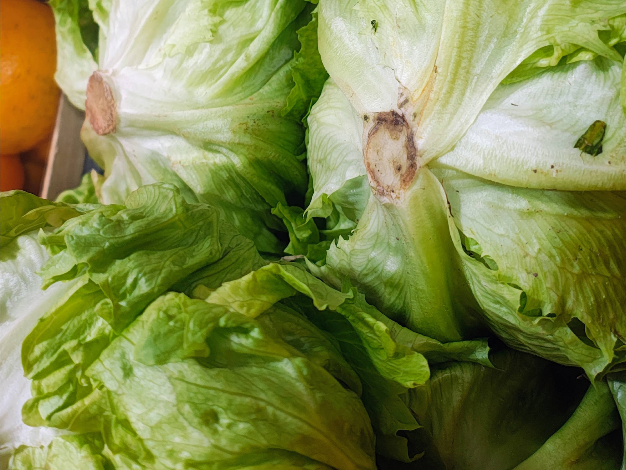 Lechuga Repollada