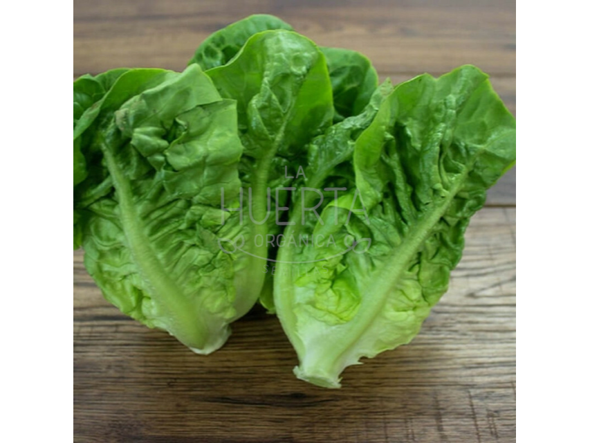 Lechuga criolla
