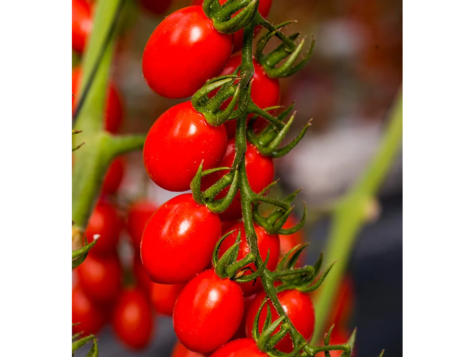 Cherry