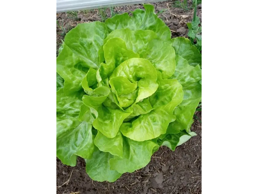 Lechuga mantecosa