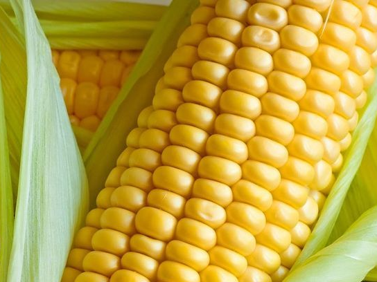 CHOCLO - CAJÓN 32 UNIDADES