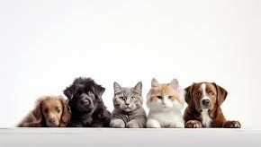 FAMILIA MASCOTERA (snacks 100% naturales)