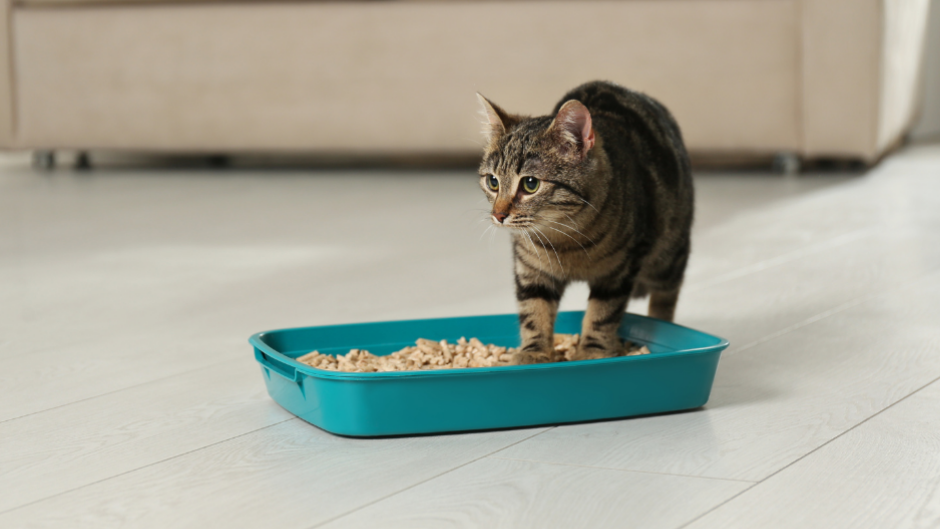 Articulos de higiene para gatos