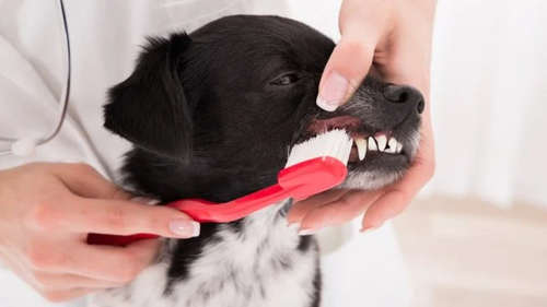 Articulos de higiene bucal