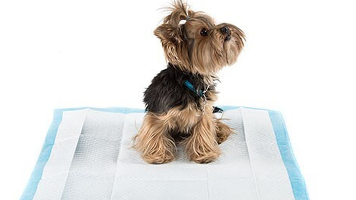 Articulos educadores y de higiene canina