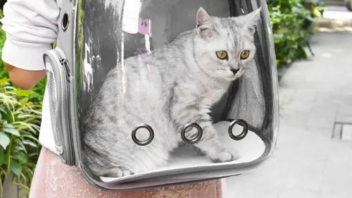 Bolsos, mochilas y transportadores