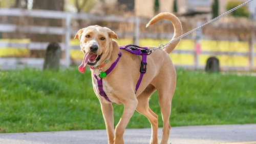 Articulos de paseo (collares, pretales, pecheras, correas , y conjuntos)