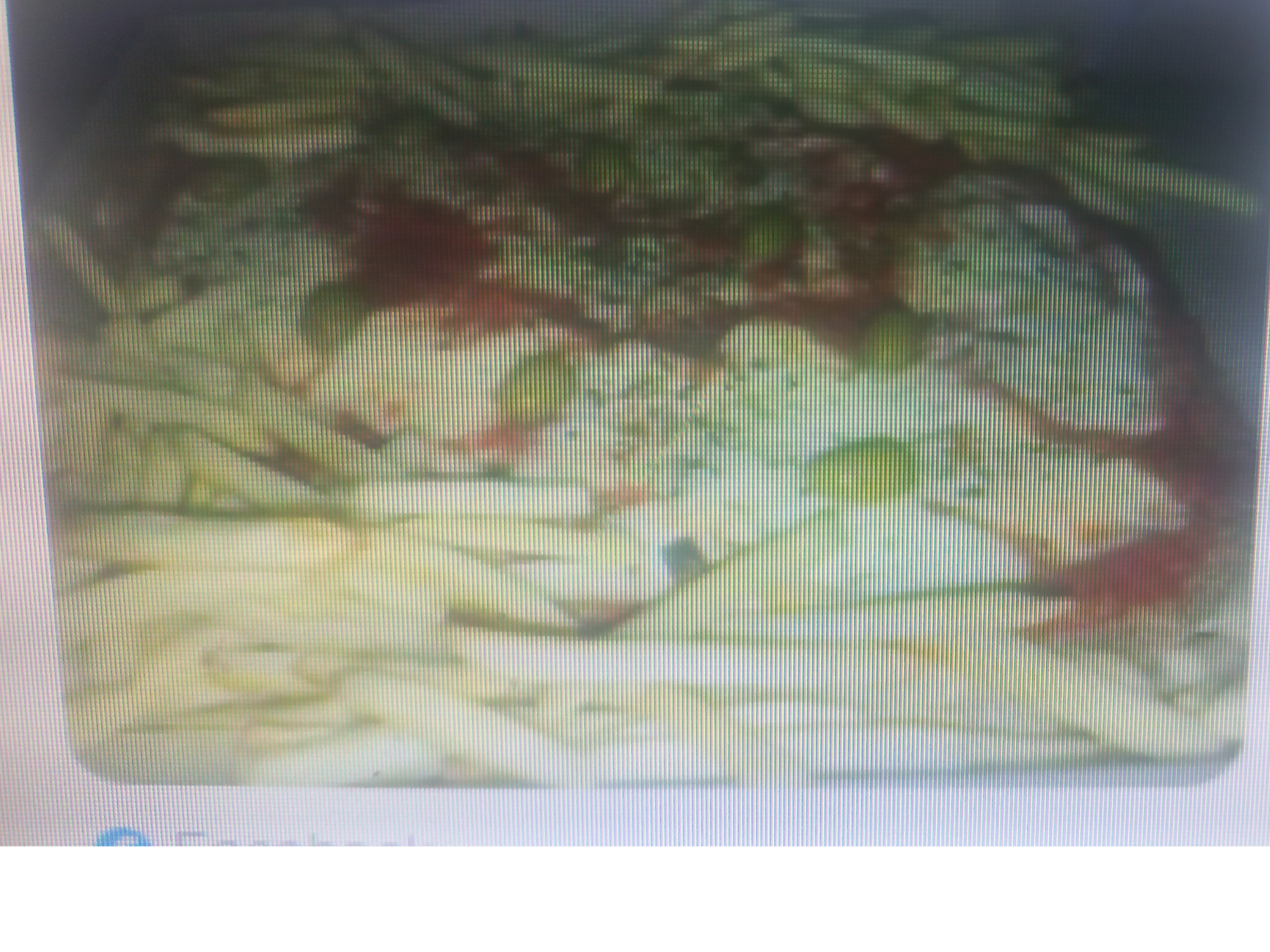 pizzanesa de muzzarella