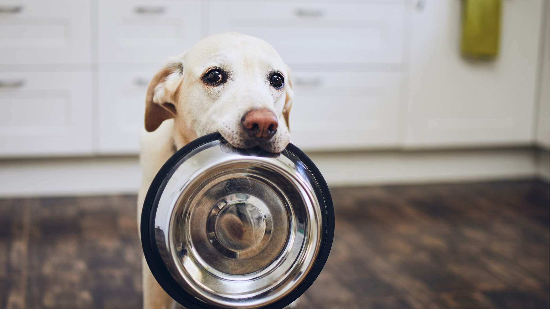 Alimento perros