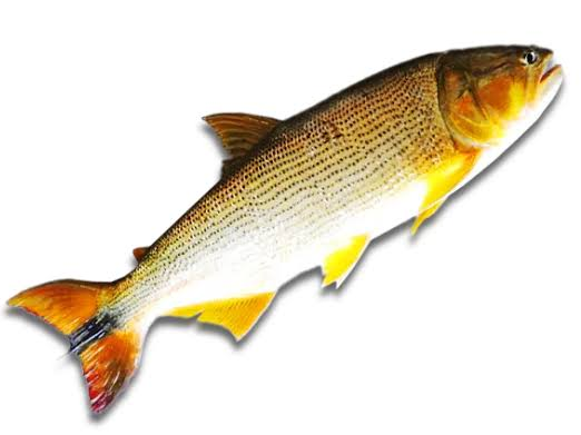DORADO ENTERO