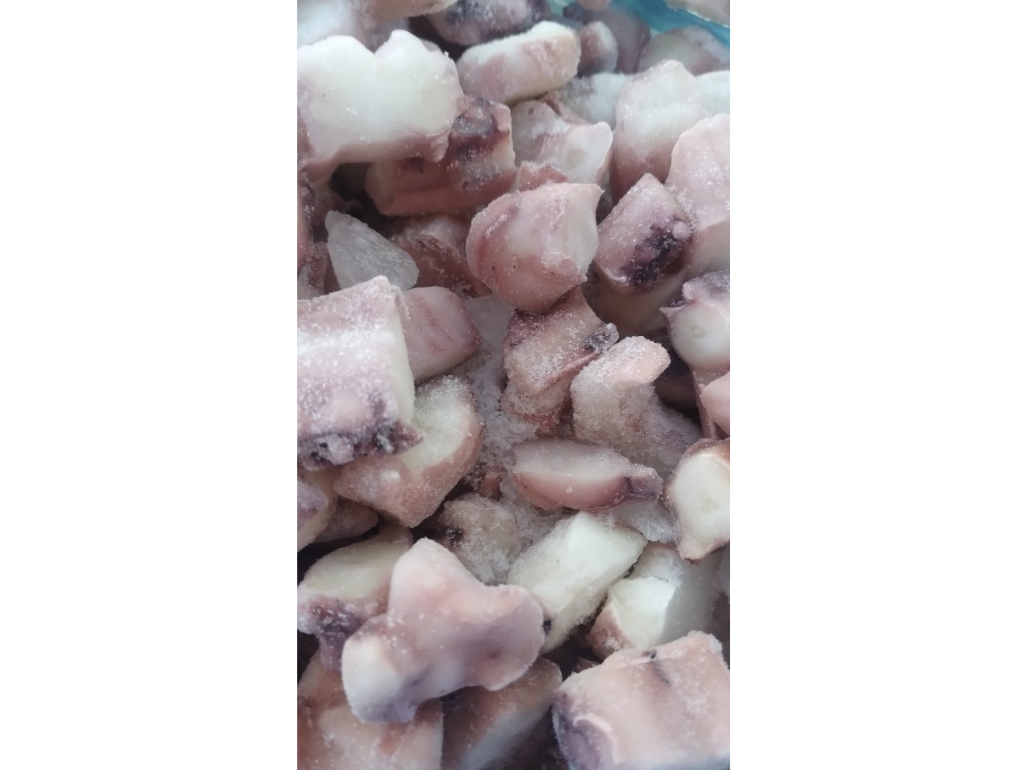 PULPO CHILENO