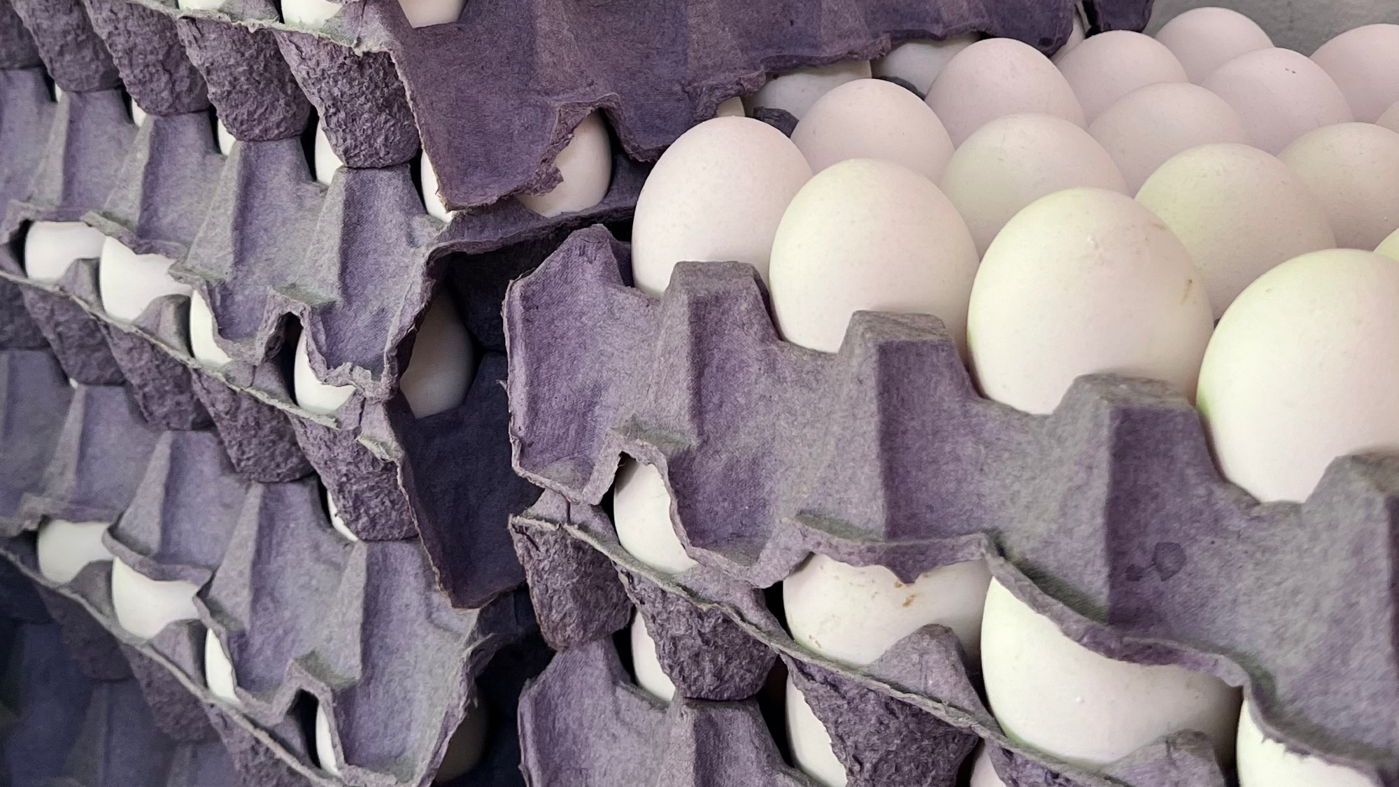 Huevos 🥚