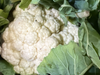 Coliflor