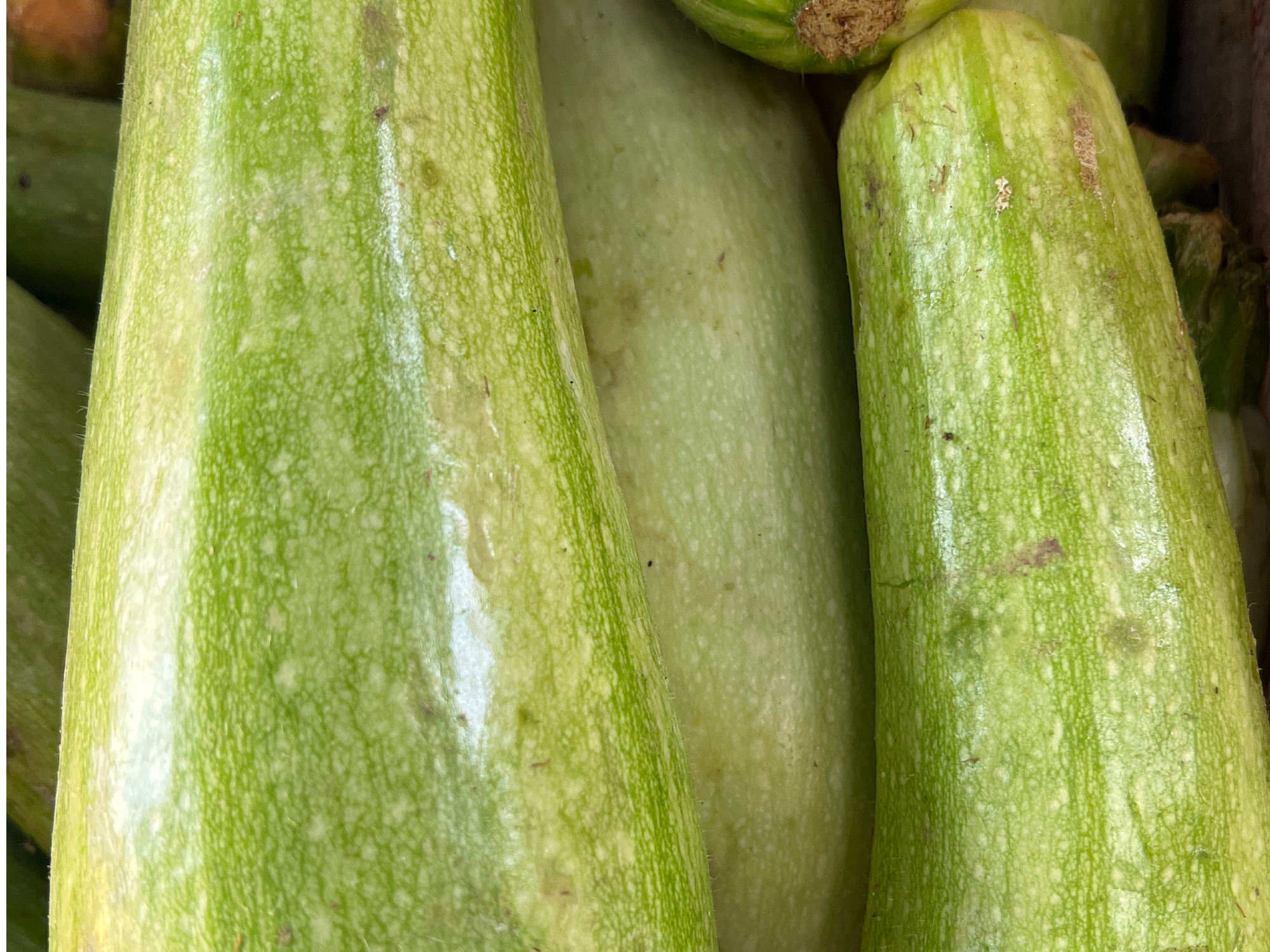 Kuza/Zucchini